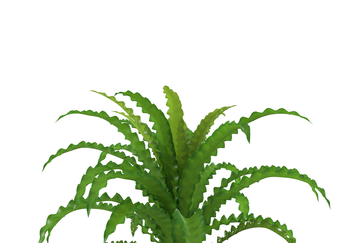 Pogostemon helferi, a Plants & Tree 3D Model by AndrewWhite (Photo 8 of 9)