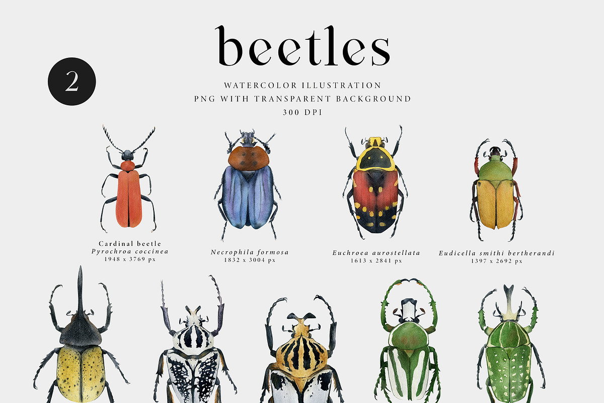 Beetles watercolor collection, an Animal Illustration by Diana Askarova Art (Photo 4 of 12)