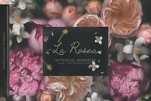 La Rosea — Botanical Floral Ephemera