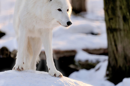 Wolf containing adult, arctic, and autumn, an Animal Photo by Byrdyak