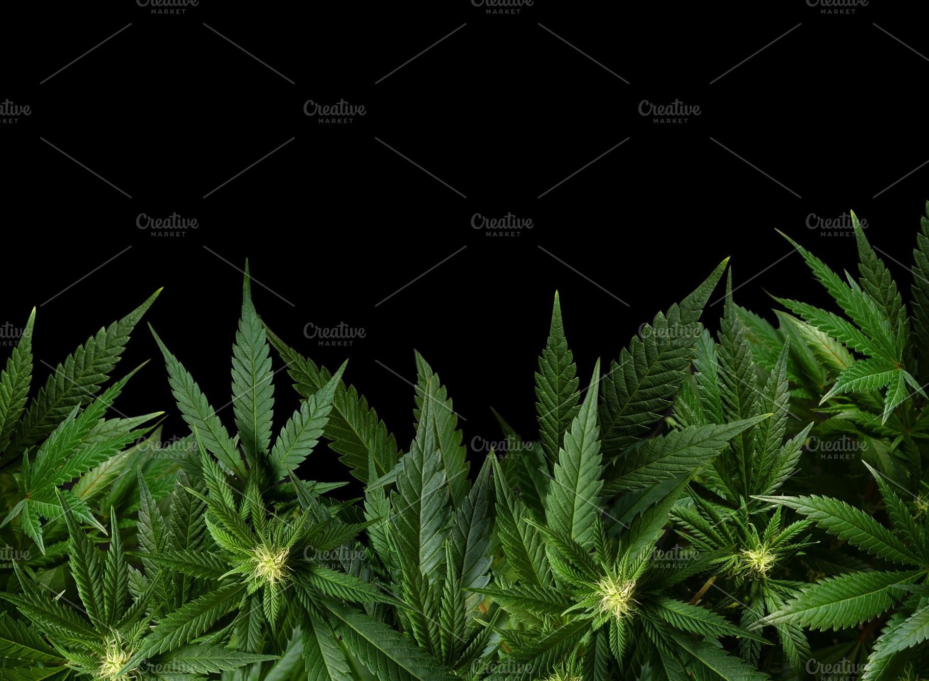 Black background with marijuana plan, a Nature Photo by Claudio Valdés