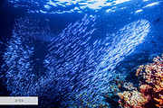Underwater Photography Presets, a Plug-in Add-On by FixThePhoto (Thumbnail 7 of 32)