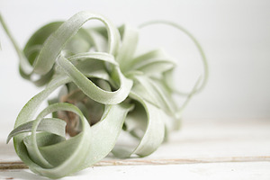 The Airplant Collection