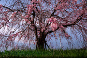 6 photos, Cherry Blossom gardens, a Nature Photo by Silent Nature (Thumbnail 4 of 6)