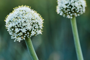Vertical macro shot of white onion flowers blooming on scapes in the garden. Cl, a Nature Photo by Rohan Photography