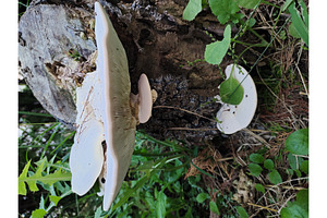 Wild mushrooms growing abundantly on
