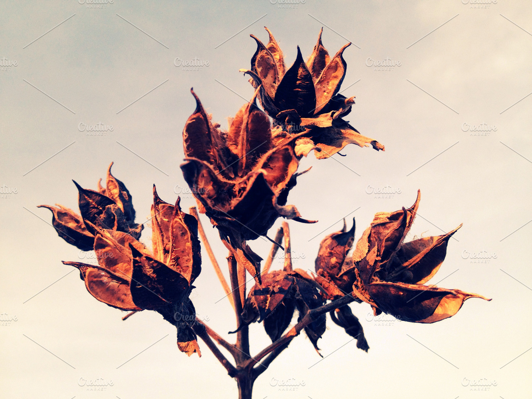 Closeup Of Dried Milkweed
