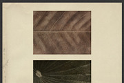Windfall Organic Nature Backgrounds, a Background Graphic by alonahaidash (Thumbnail 4 of 14)
