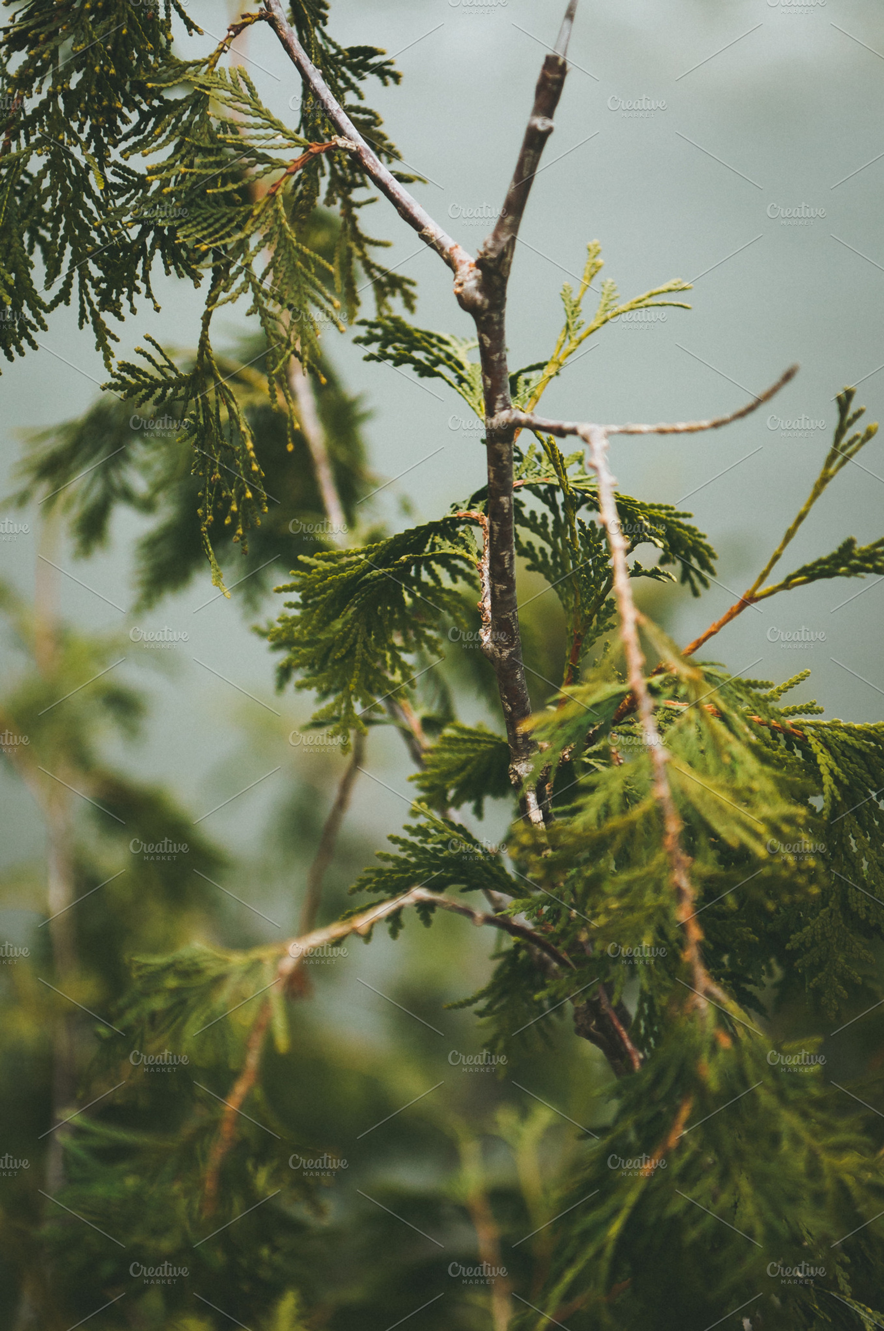 Branch featuring green, blue, and nature, a Nature Photo by Taylor Cole