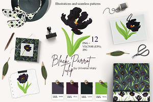 Black Parrot Tulip flower Vector
