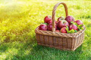 Apple harvest. Ripe red apples in the basket on the green grass., a Food & Drink Photo by Volff