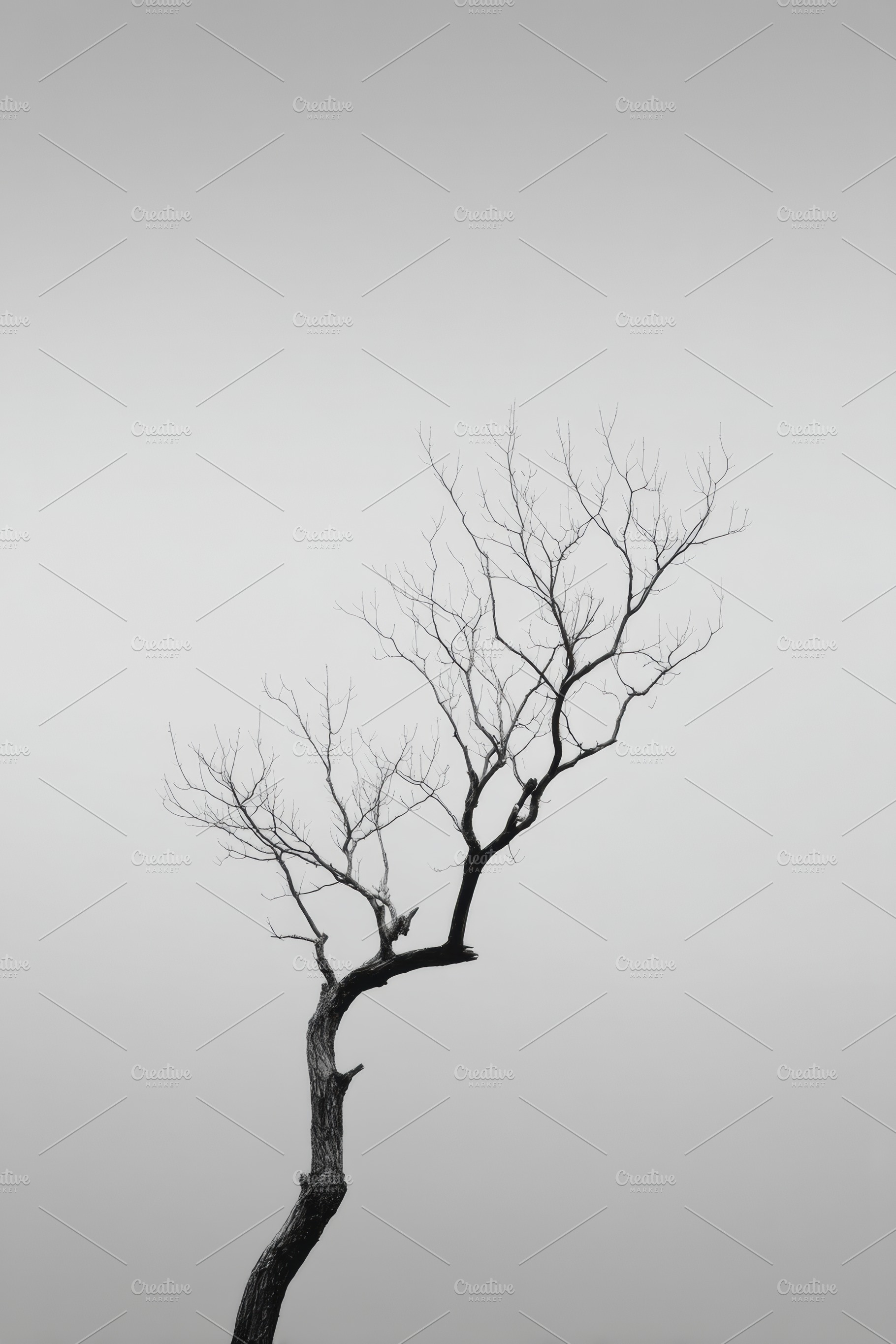 Bare Tree Branch Against Grey Sky, a Nature Photo by Virgo Studio
