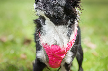 Funny little chihuahua dog plays on, an Animal Photo by AlexBush