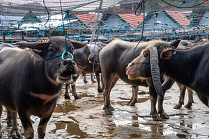 Buffaloes at Pasar Bolu market in Rantepao, Toraja, Sulawesi, In, an Animal Photo by GoodGoods