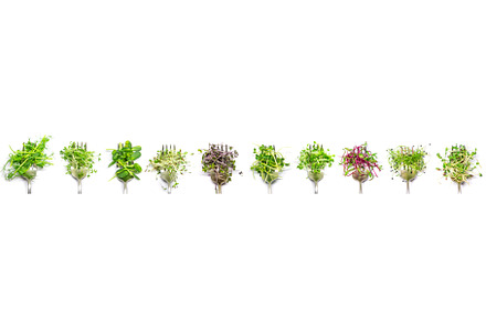 Collage of different microgreens on, a Food & Drink Photo by yanadjana