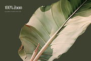 Tropical - watercolor illustrations, a Decorative Illustration by AI Crafted Magnolia (Thumbnail 3 of 13)