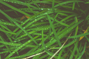Green grass with raindrops stock photograph