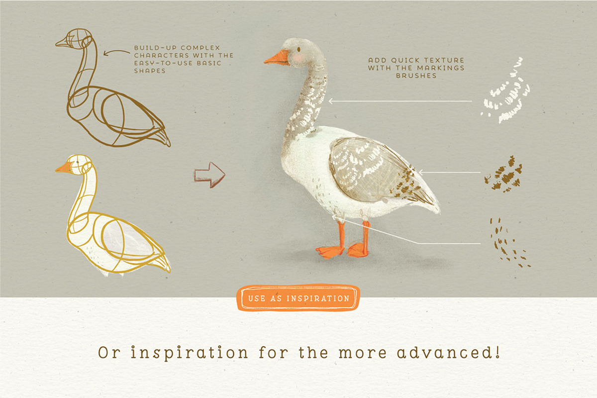 Procreate Bird Drawing Toolkit, a Brush Add-On by Lisa Glanz (Photo 8 of 13)