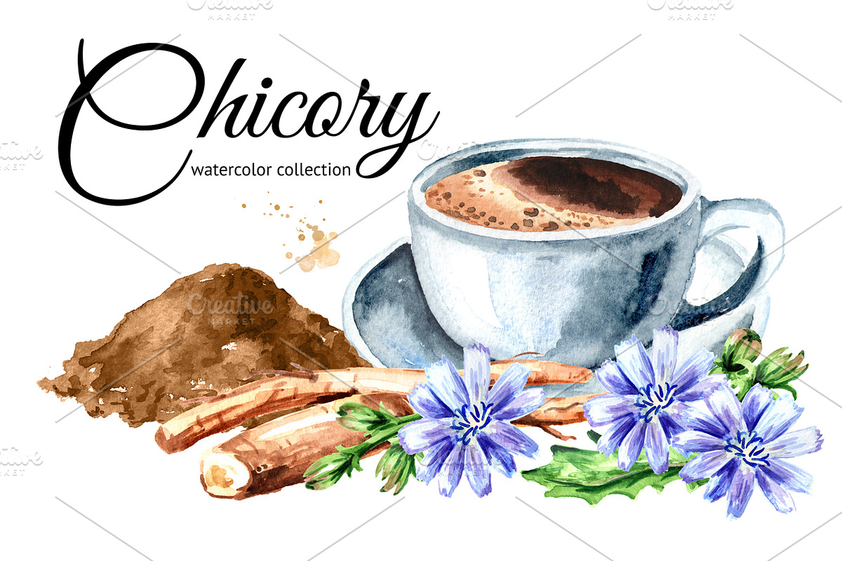 Chicory. Watercolor collection, a Food Illustration by Daria Ustiugova (Photo 1 of 9)