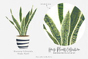 House Plants Collection Set II, a Graphic by SmallHouseBigPony (Thumbnail 11 of 21)