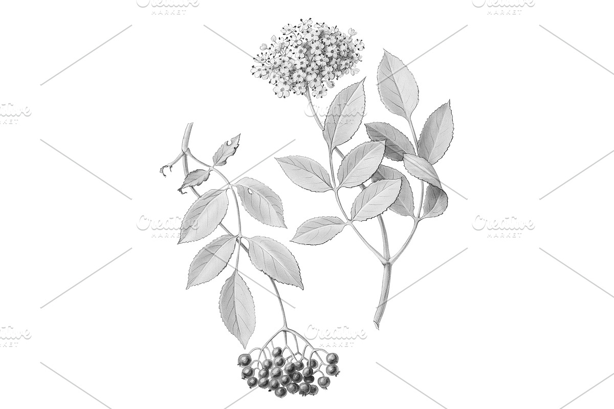 Elder Plant Botanical Illustration, an Illustration by Anna Repp Illustration (Photo 1 of 7)