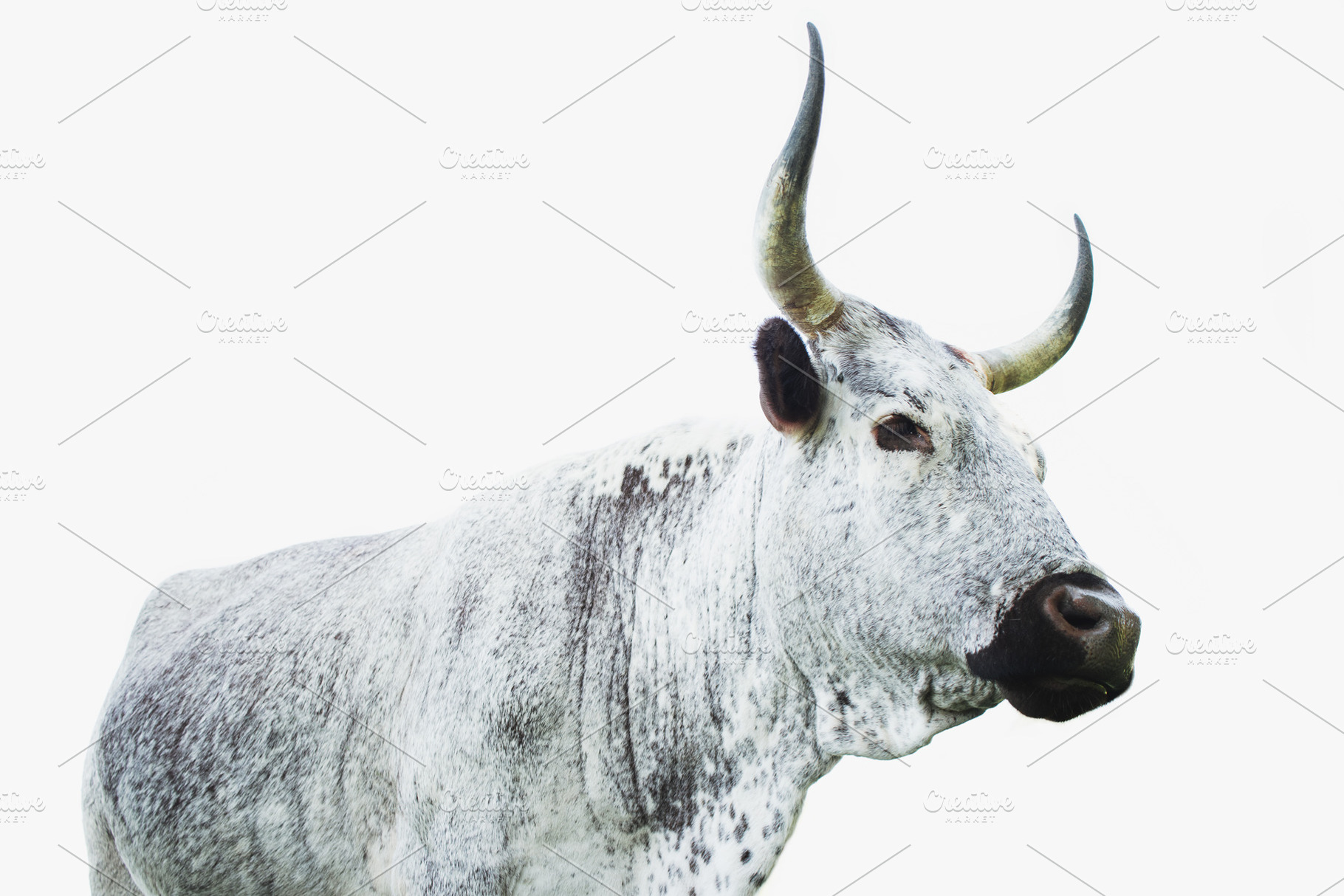 African nguni cow portrait, an Animal Photo by René Jordaan Photography