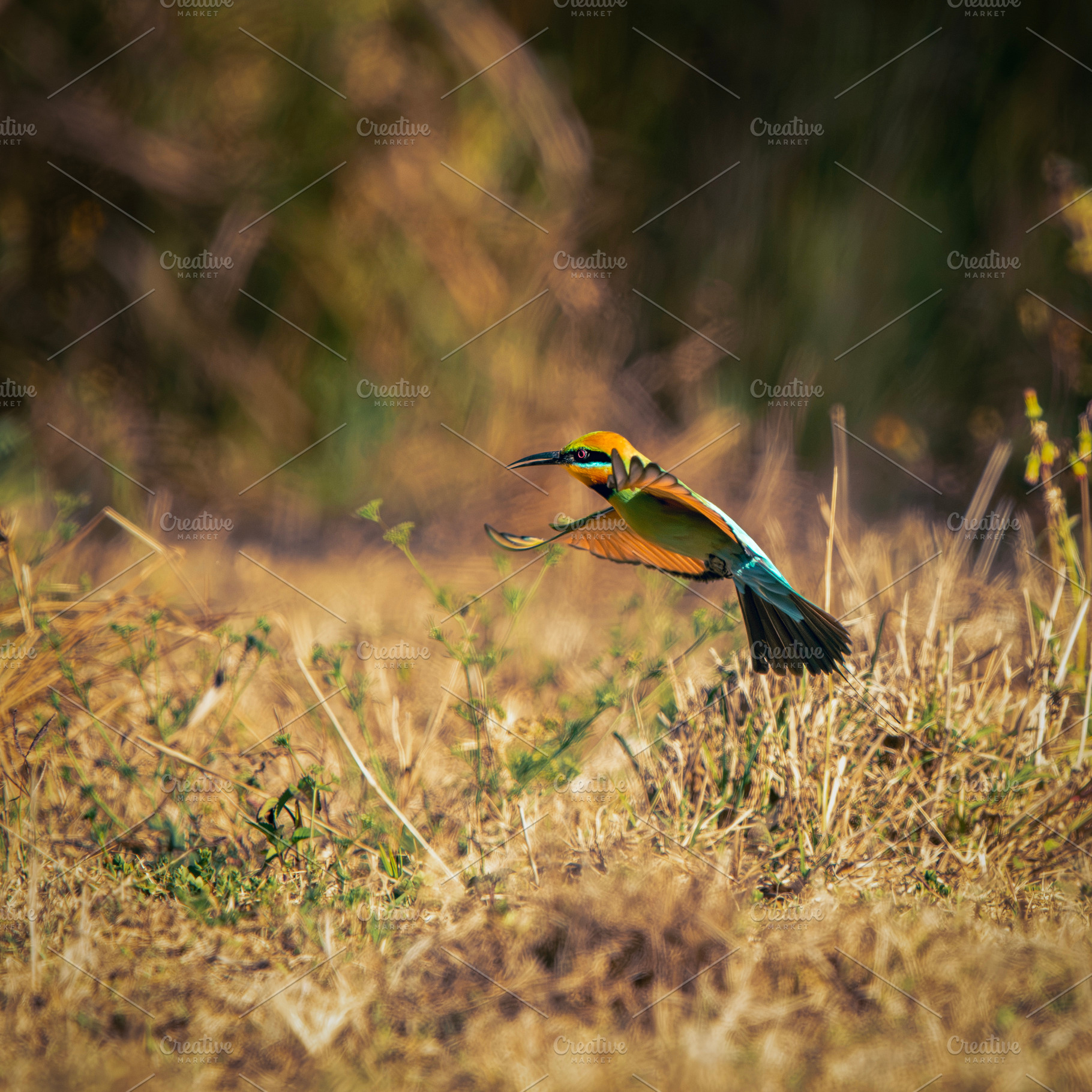 Rainbow Bee-eater, an Animal Photo by Rob D Animal Photography