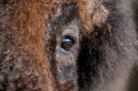 Detail eye portrait of European bison. Eye of big brown animal i, an Animal Photo by Byrdyak