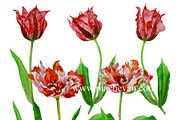 Red Tulips. Watercolor Clip Art, a Decorative Illustration by Nataliapiache (Thumbnail 5 of 5)