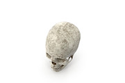 Human Skull Anatomy, a Characters & Person 3D Model by Tedi Permana (Thumbnail 4 of 7)