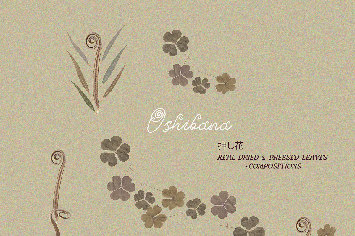 Oshibana Dried & Pressed Fall Leaves, an Object Graphic by Lana Elanor (Photo 17 of 17)