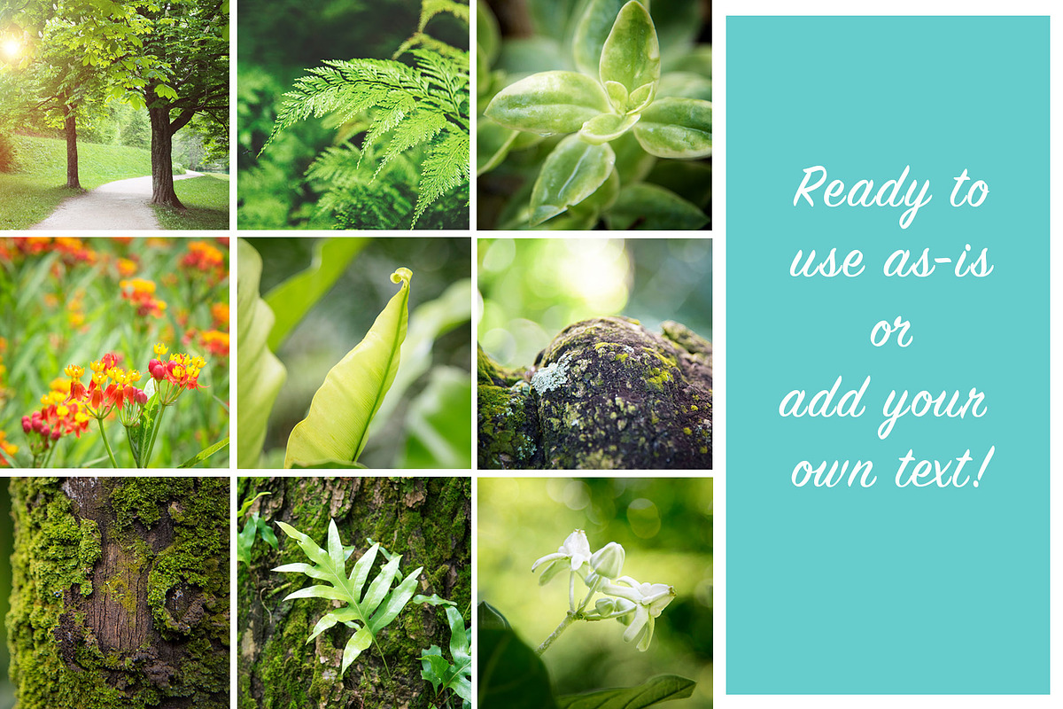 Forest Background Photo Bundle, a Nature Photo by kristiangallagher (Photo 4 of 5)