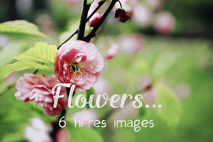 Flowers stock photo containing flower and nature