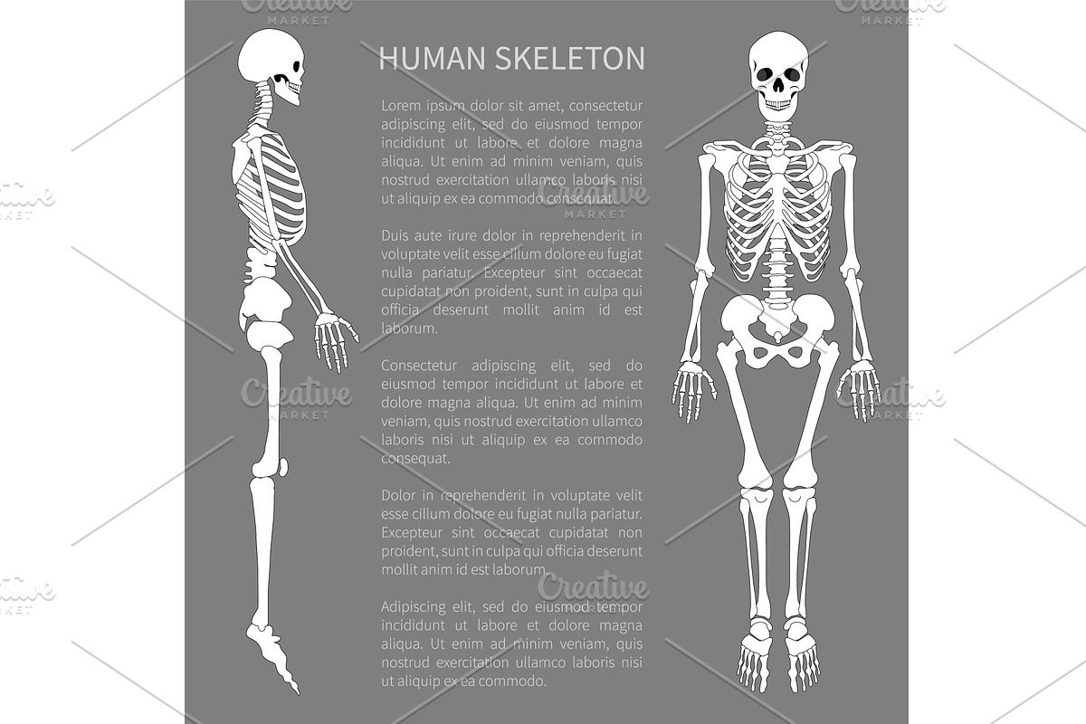 Human Skeleton and Text Sample, an Object Graphic by robuart