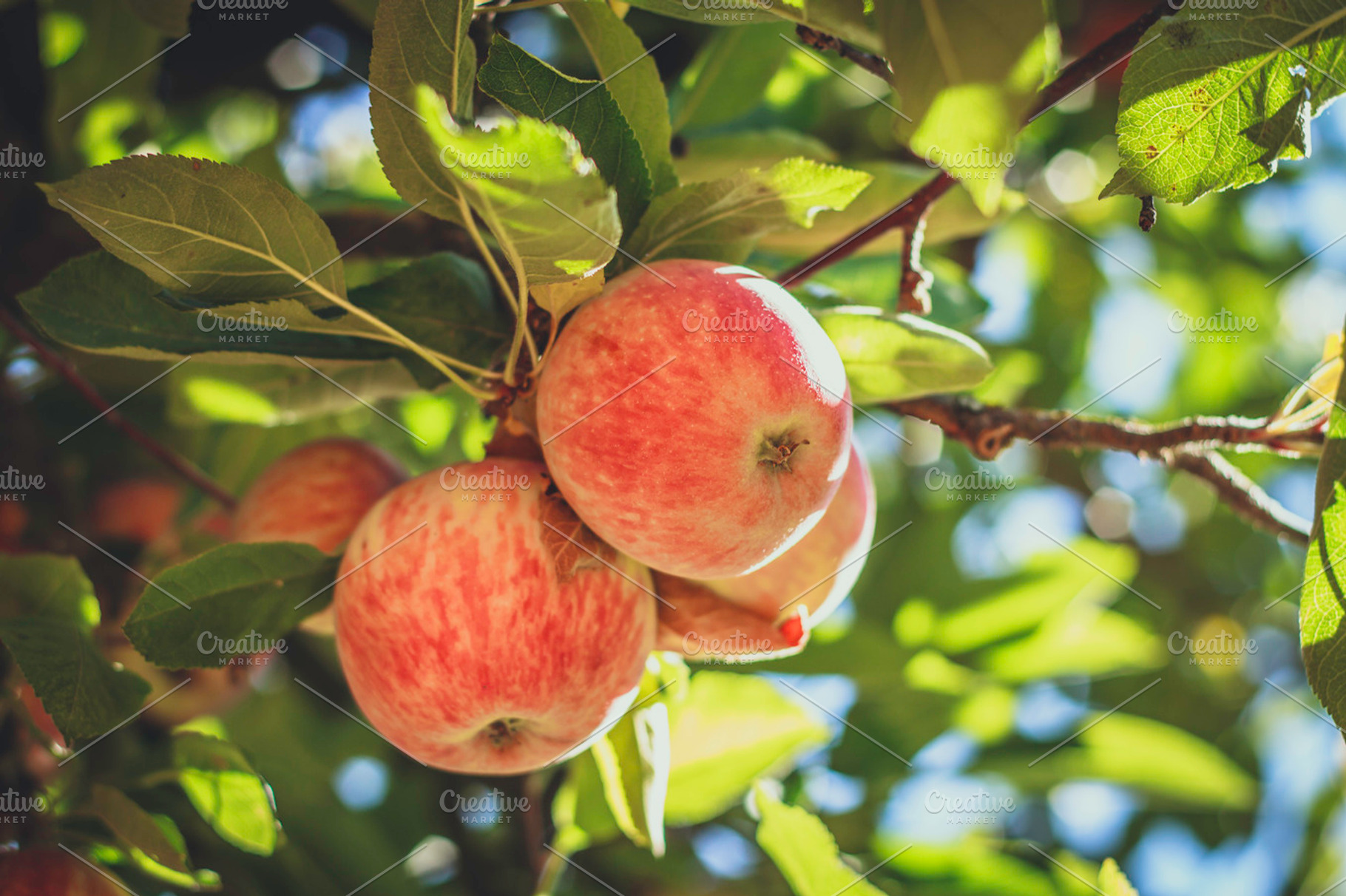 4 red apples in the tree containing apple, apples, and fresh