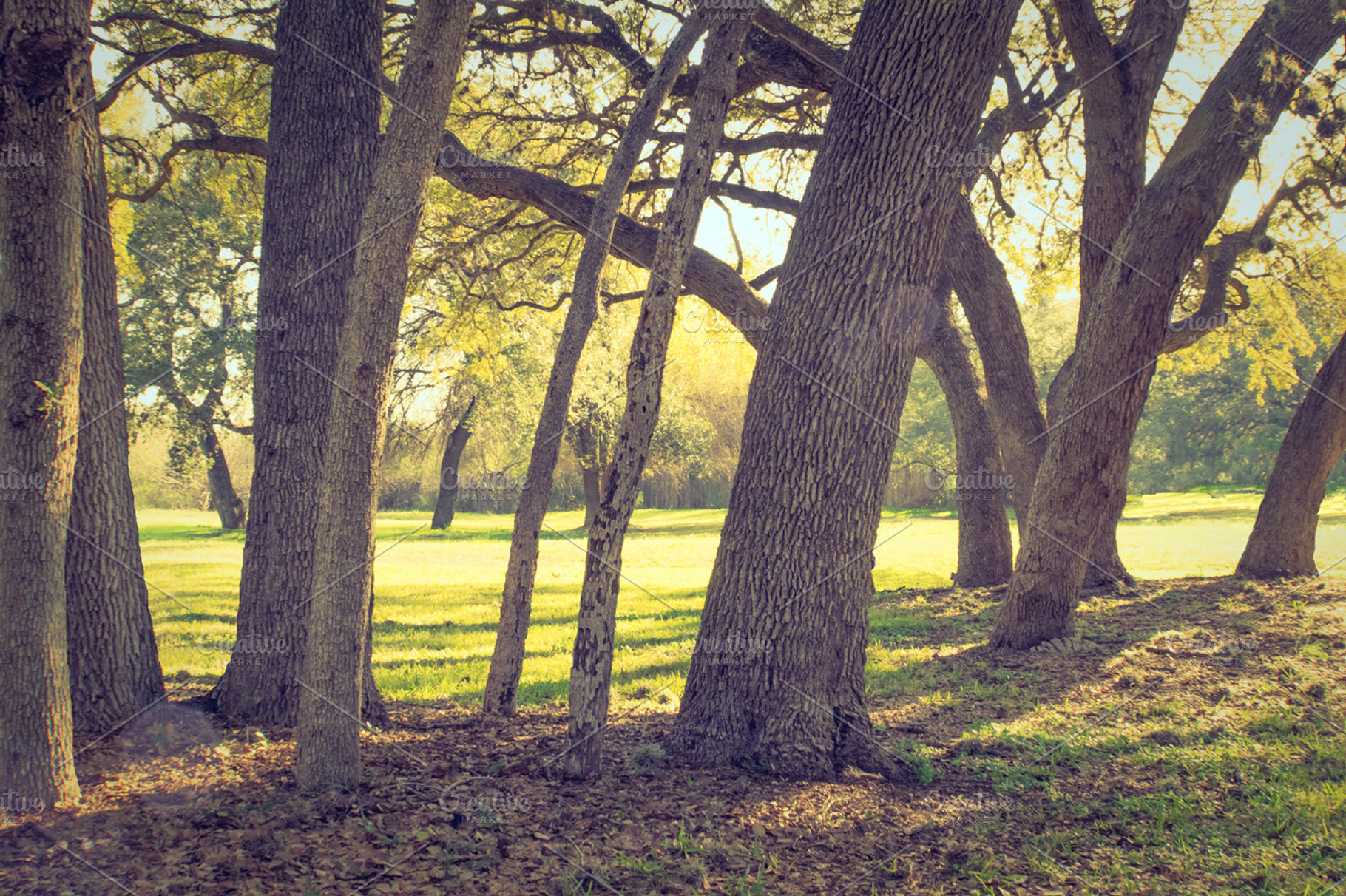 Tree Trunks Looking Vintage, an Abstract Photo by Suzo Images