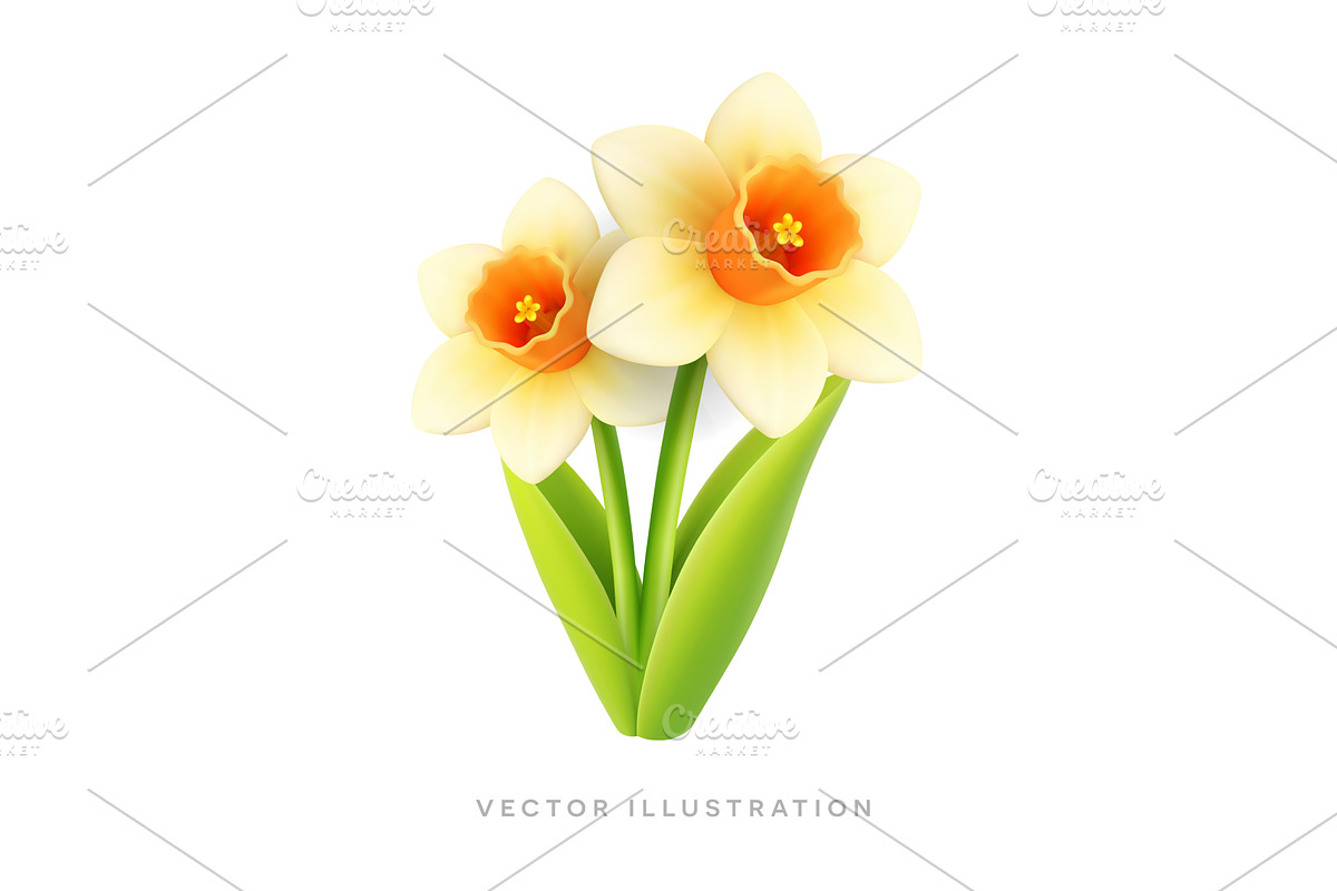 Daffodil flowers with green leaves, an Object Illustration by GraphiShop