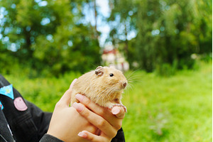 A lively pet squirrel sits, an Animal Photo by darksoul72