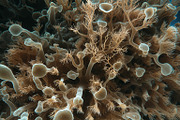 72 Microscopic Fungi Backgrounds, a Background Graphic by h.utomo (Thumbnail 39 of 72)
