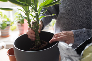 caring for indoor plants, female