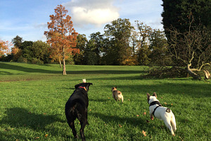 Dogs Running in Field Labrador