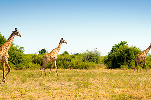 Herd of Giraffes in Africa, an Animal Photo by THP Creative