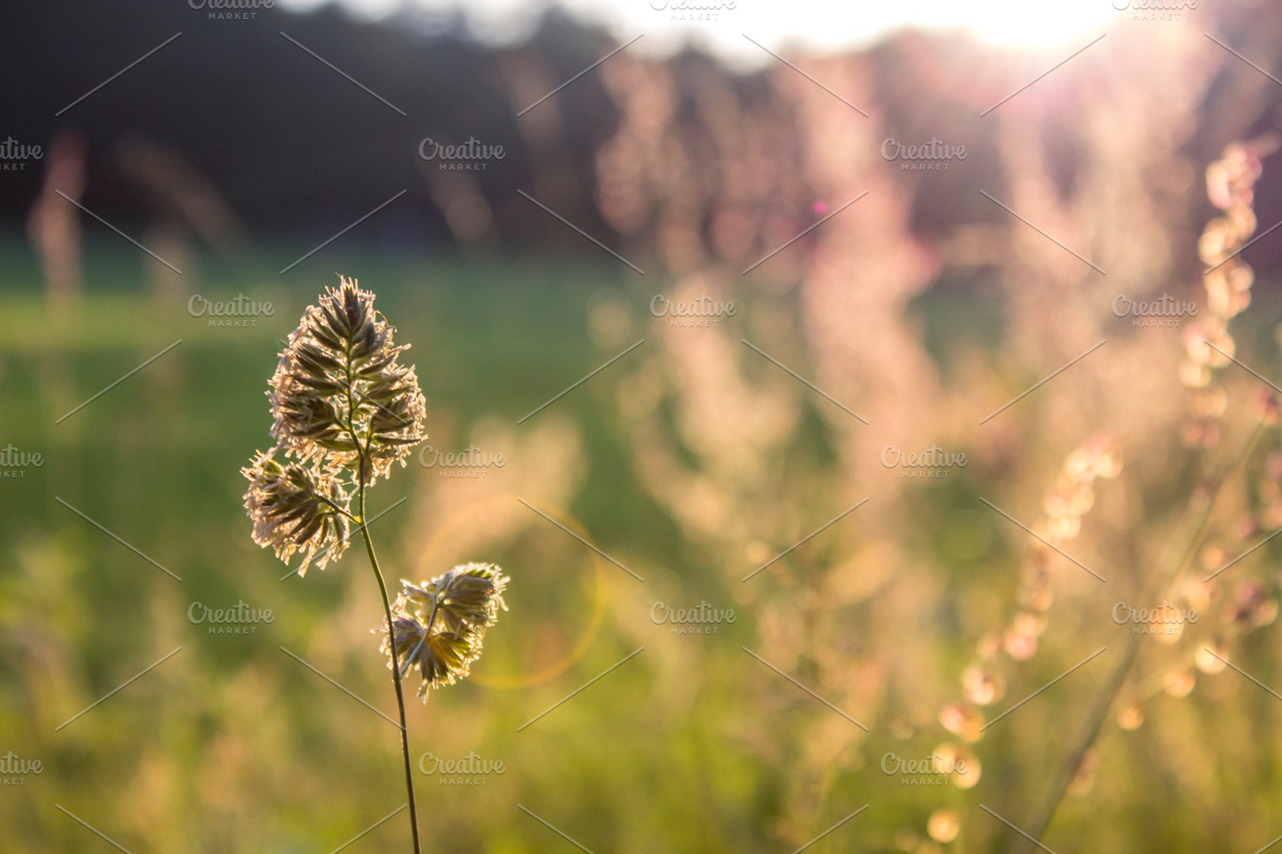 Backlight Summer Vi Featuring Depth Of Field Grass And Green