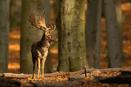 Fallow deer standing in woodland and, an Animal Photo by WildMedia