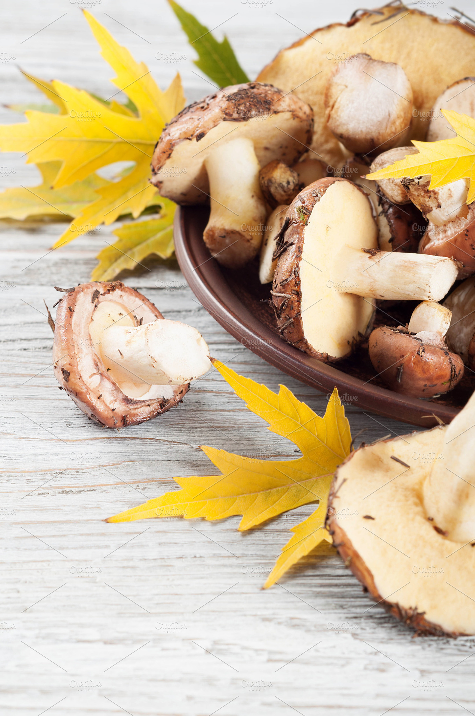 Forest mushrooms and leaves, a Nature Photo by Artspace