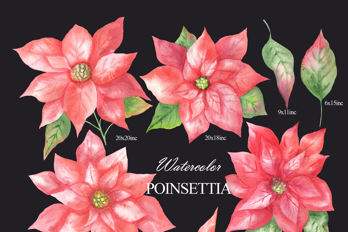 Watercolor poinsettia clipart, an Illustration by OlDm_Shop (Photo 3 of 10)