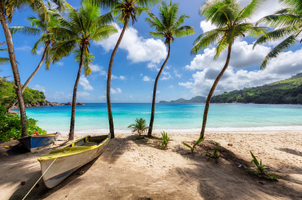 Beach, Palm trees, Tropical Sea, a Background Photo by Lucky Photographer