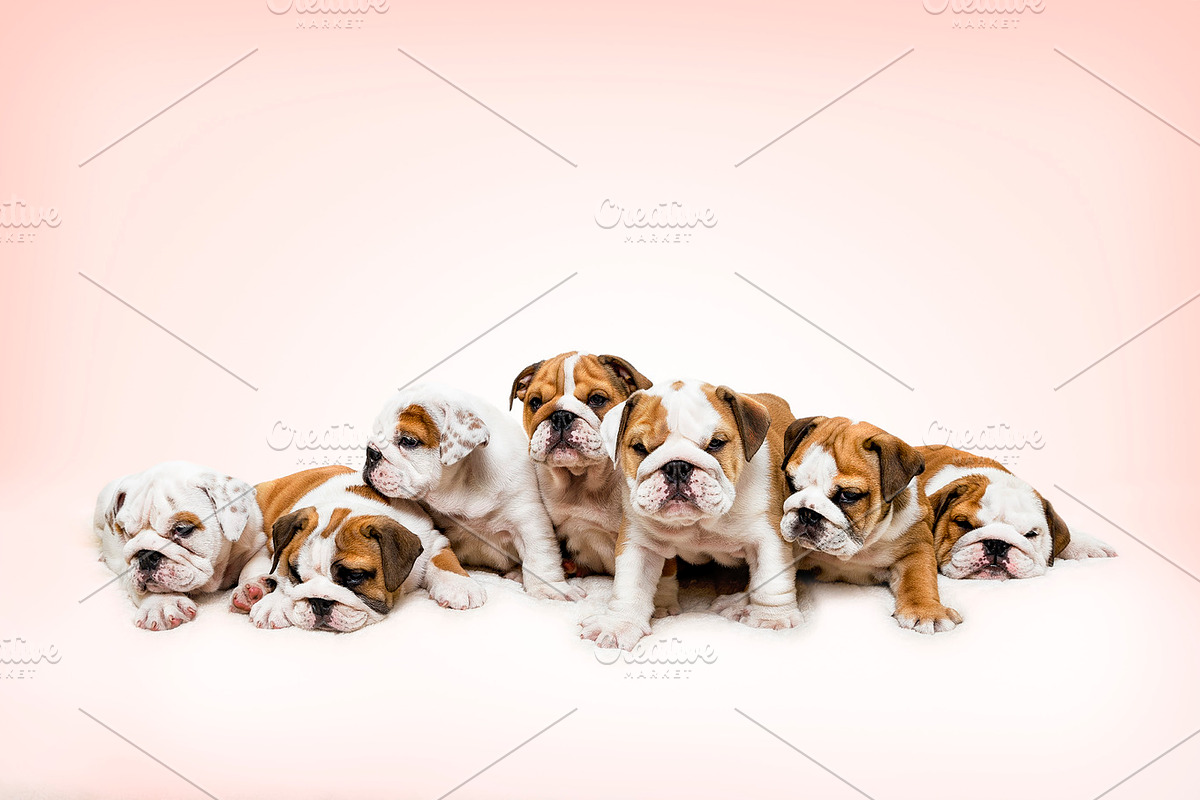 English Bulldog Puppies, an Animal Photo by BakerStreetStudioAU (Photo 2 of 2)