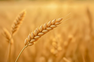 Close-up of a golden wheat ear, a Photo by rarrarorro