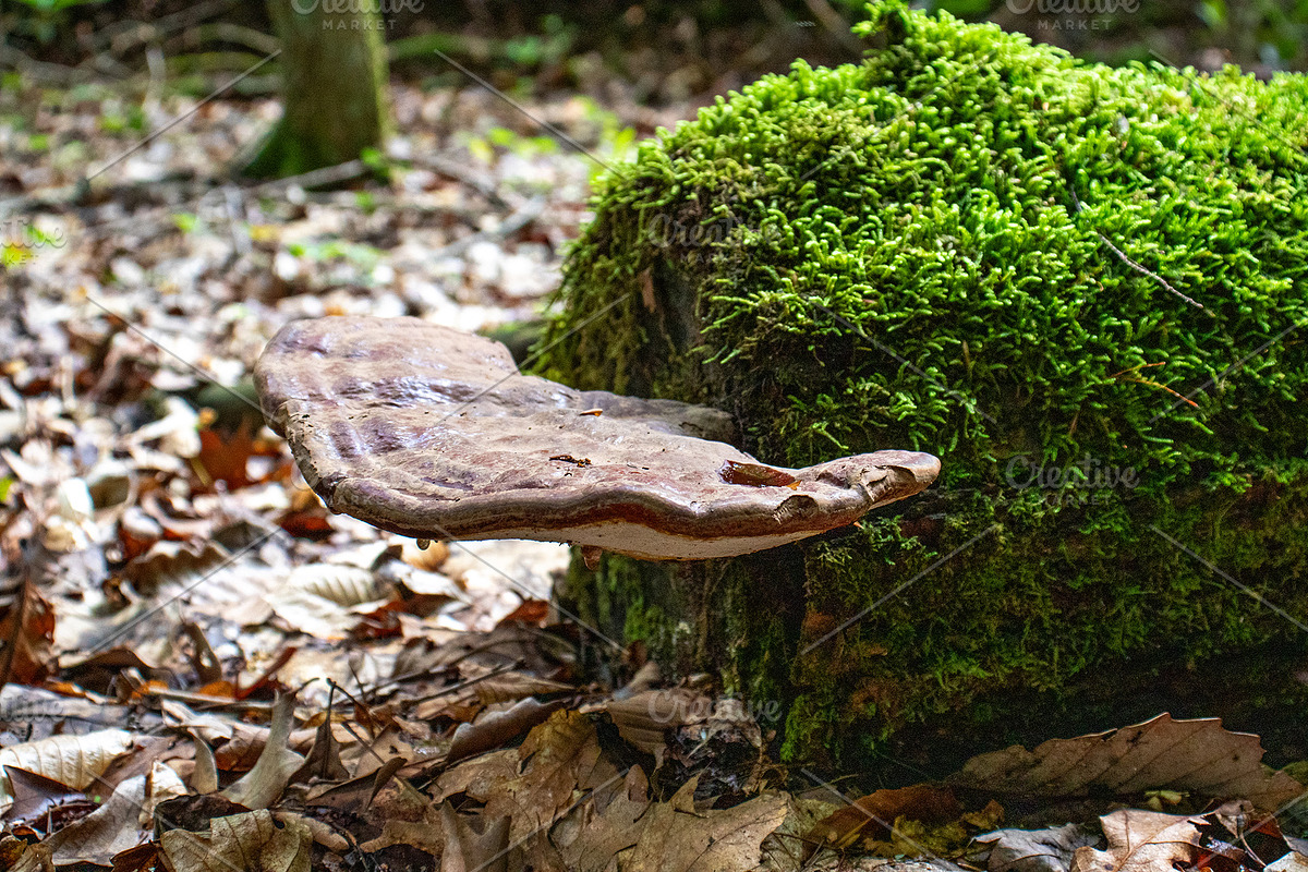 Mushrooms In The Forest Photography, a Nature Photo by Full Circle Design Studio (Photo 33 of 38)